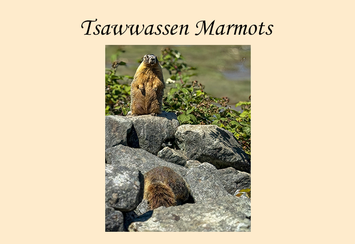 Tsawwassen Marmots